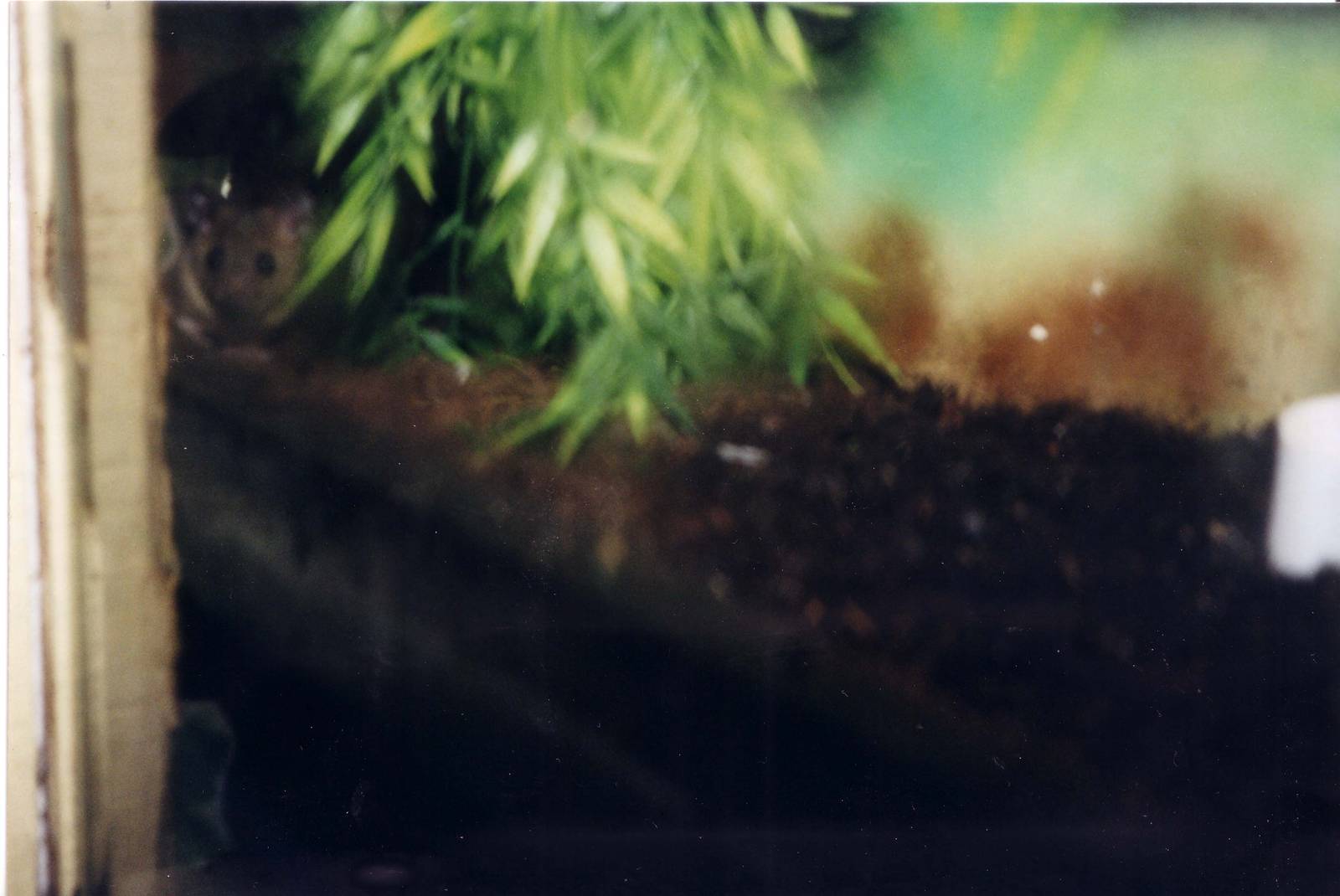 Mountain Pygmy Possum taken 30/9/2001