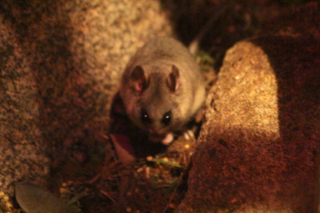 Mountain Pygmy Possum