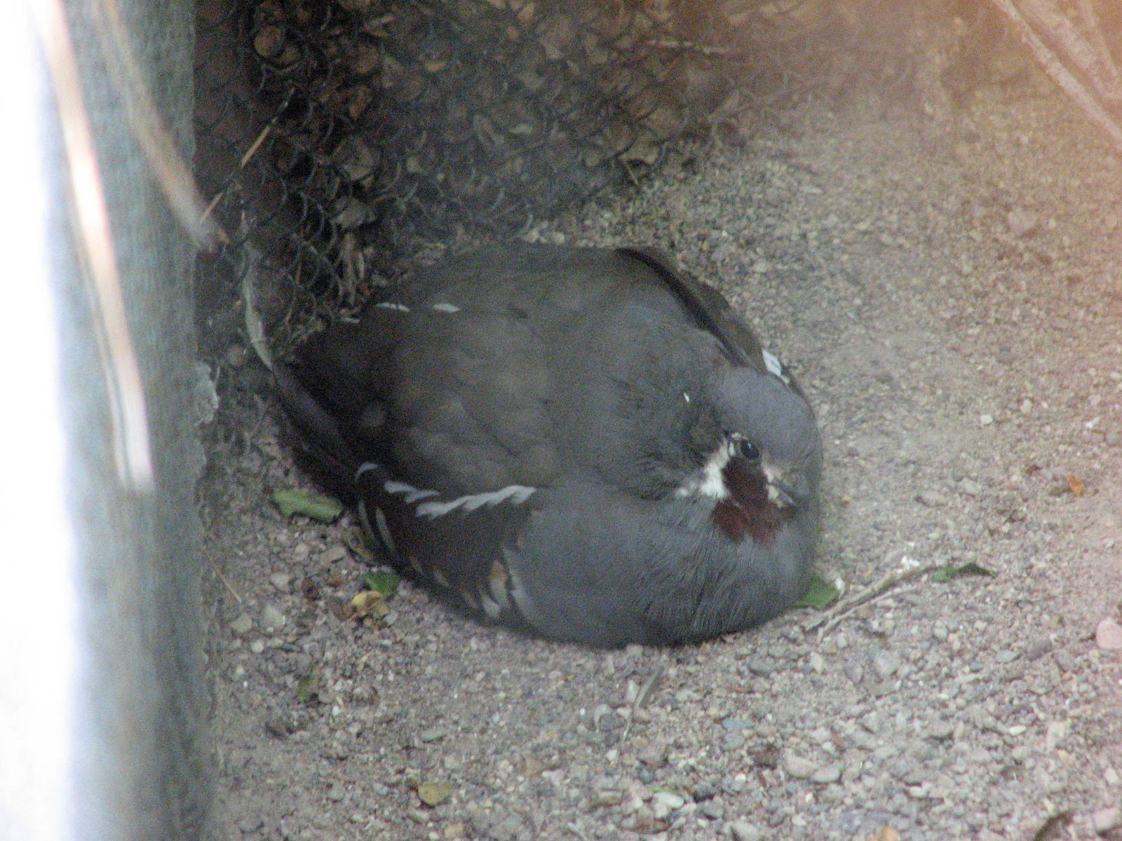 Mountain Quail and Ruffed Grouse Exhibit