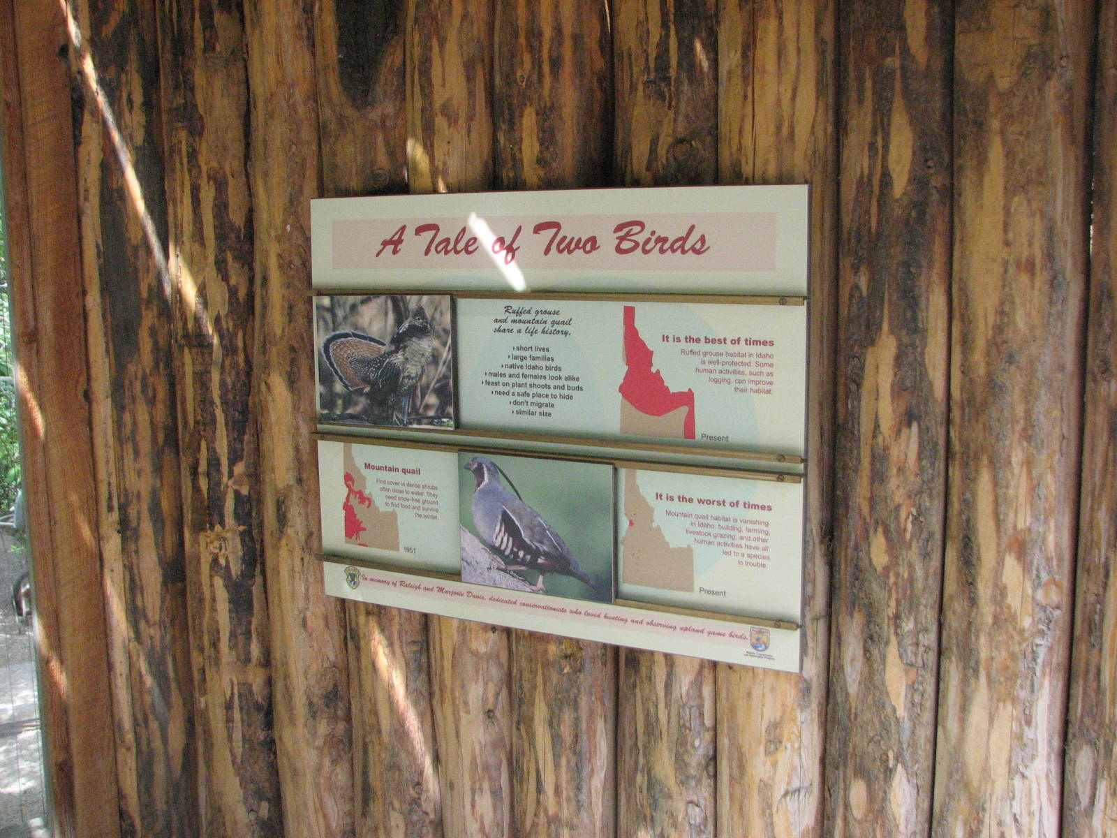 Mountain Quail and Ruffed Grouse Exhibit