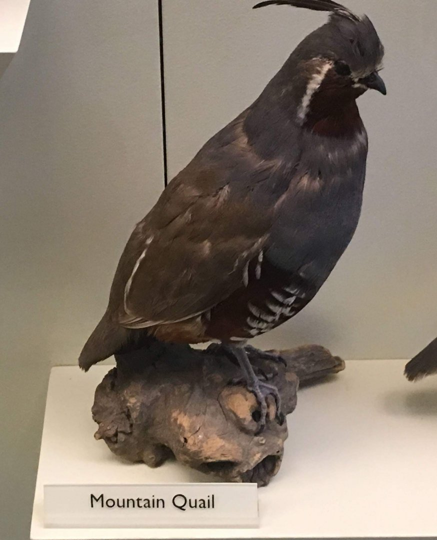 Mountain quail (Oreortyx pictus)