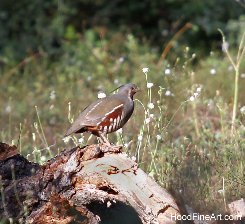 mountain quail (wild)
