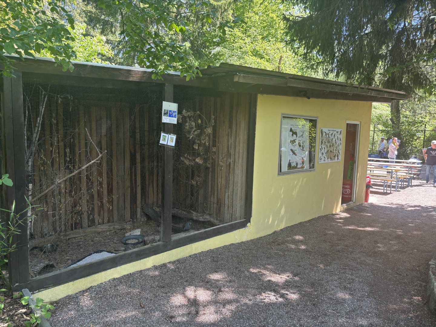 Mountain Quails, behind the cashier