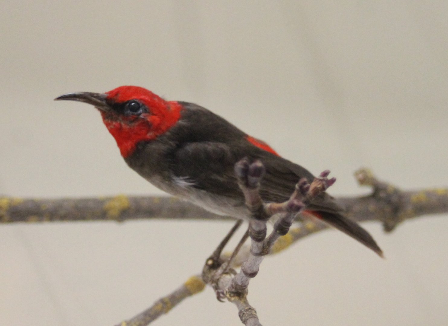 Mountain red-headed myzomela