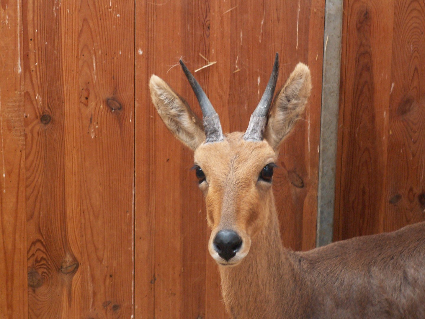 Mountain reedbuck - August 2013