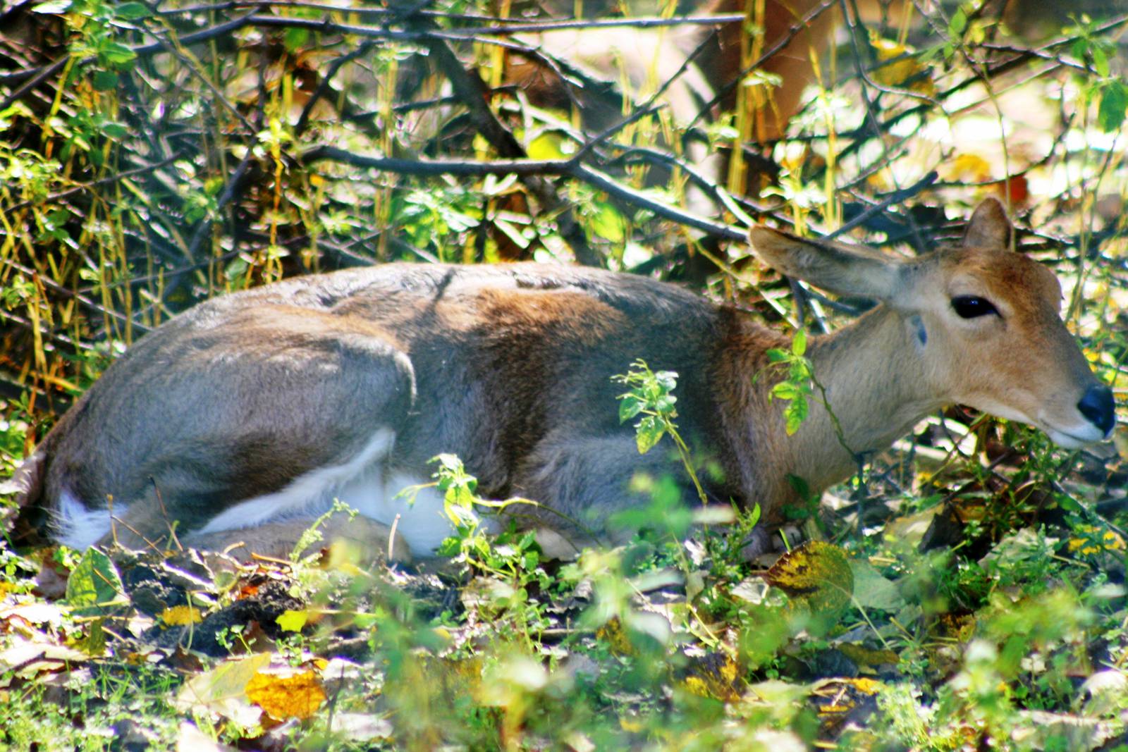 Mountain reedbuck; Berlin Tierpark; 6th September 2011