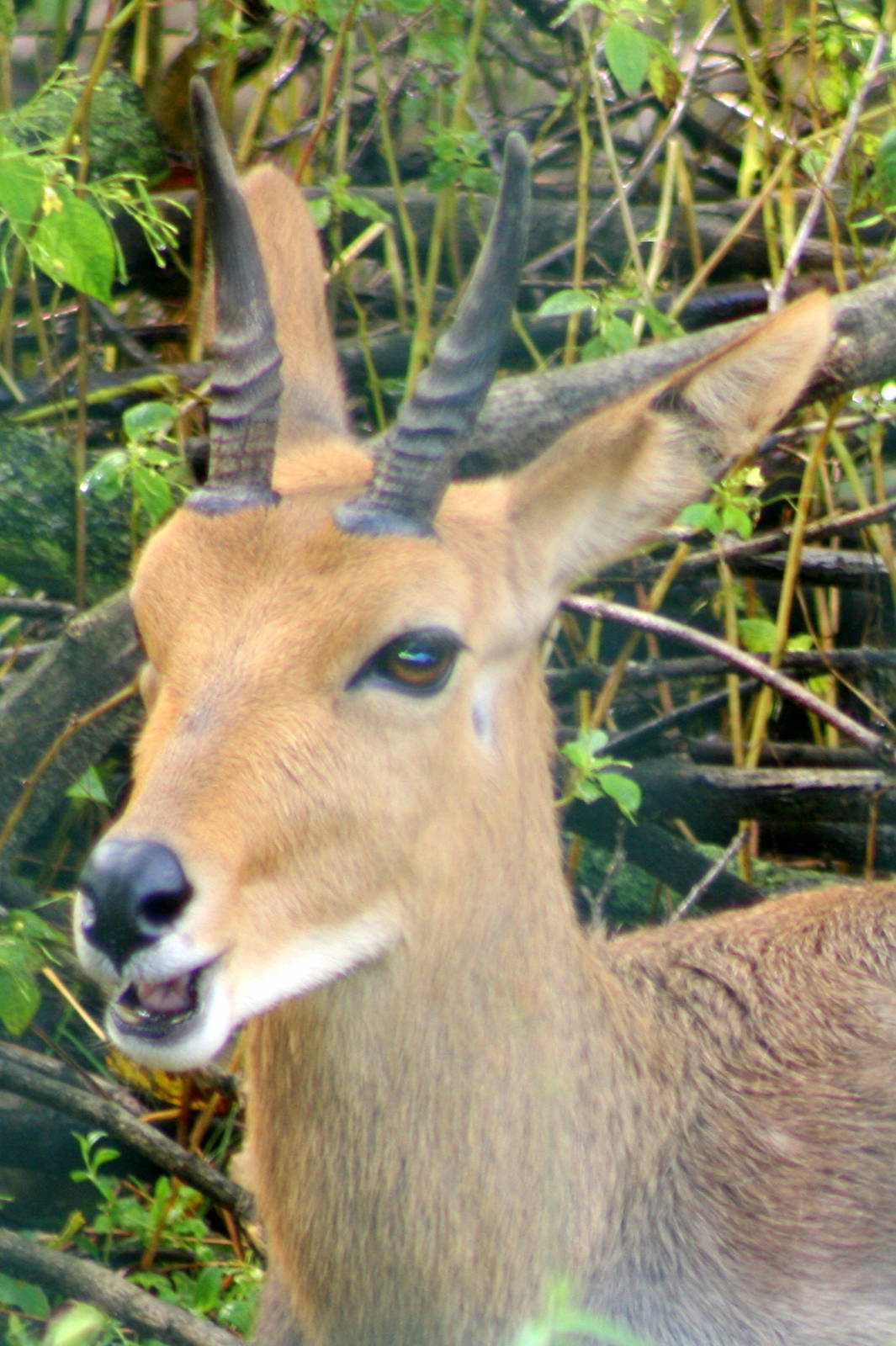 Mountain reedbuck; Berlin Tierpark; 9th September 2011