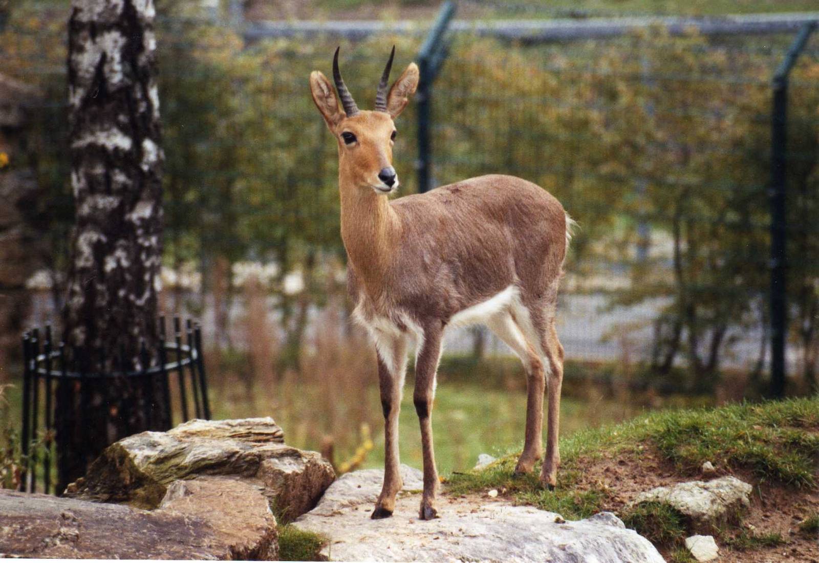Mountain Reedbuck, Opel-Zoo Kronberg,Germany