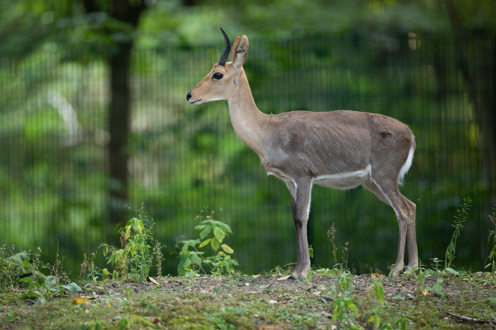 Mountain reedbuck (Redunca fulvorufula)