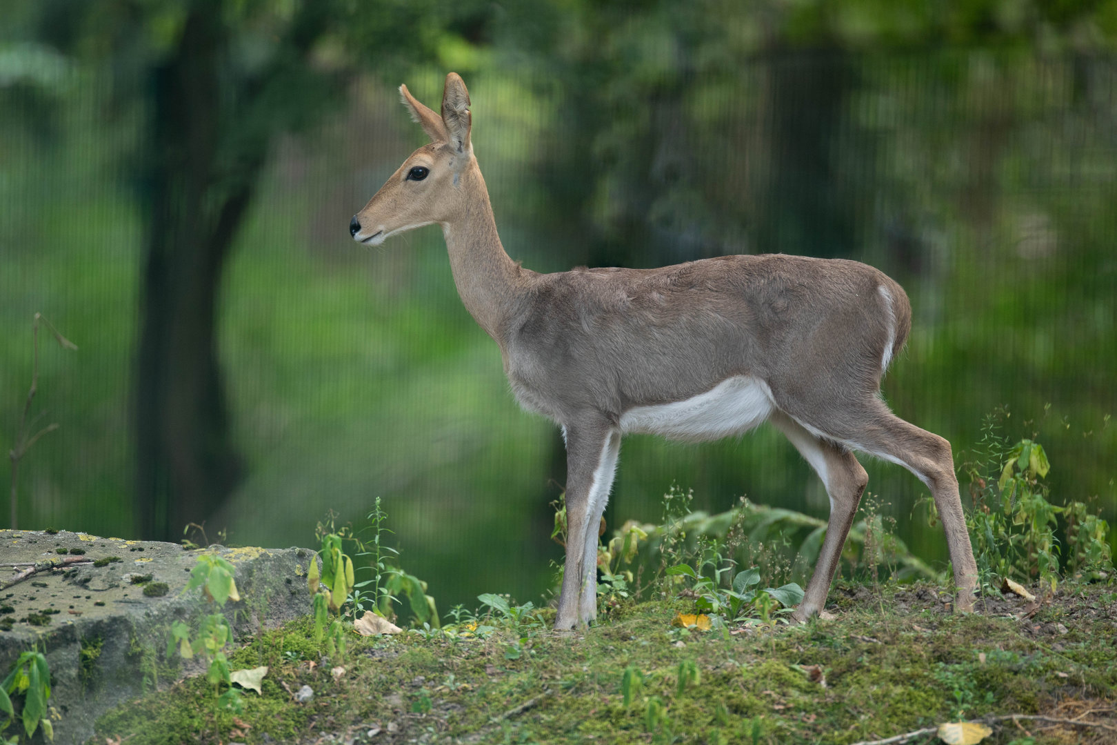 Mountain reedbuck (Redunca fulvorufula)