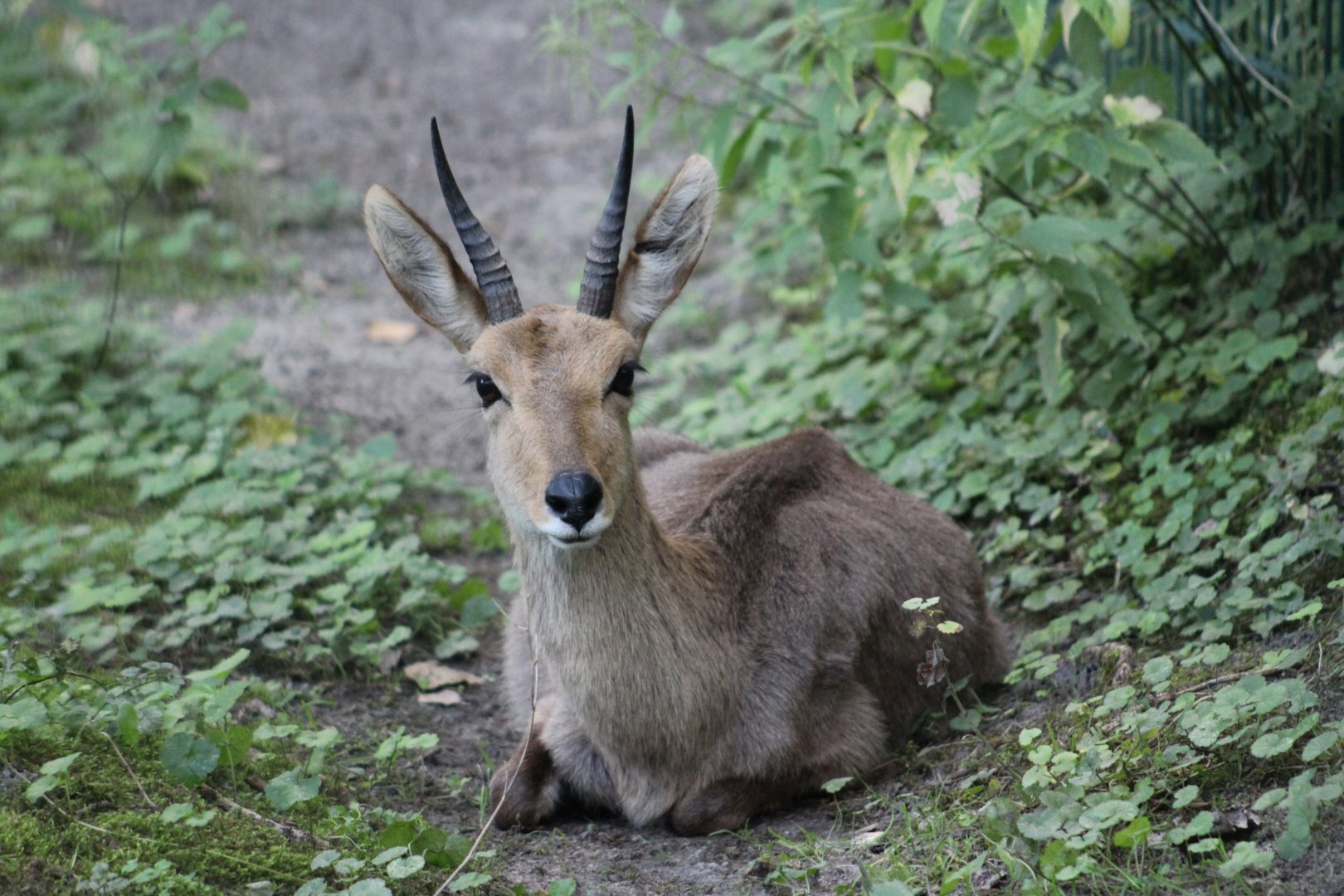 Mountain reedbuck (Redunca fulvorufula)
