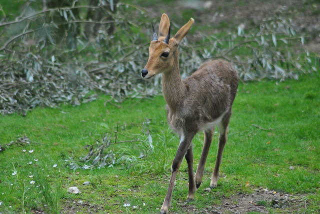 Mountain reedbuck