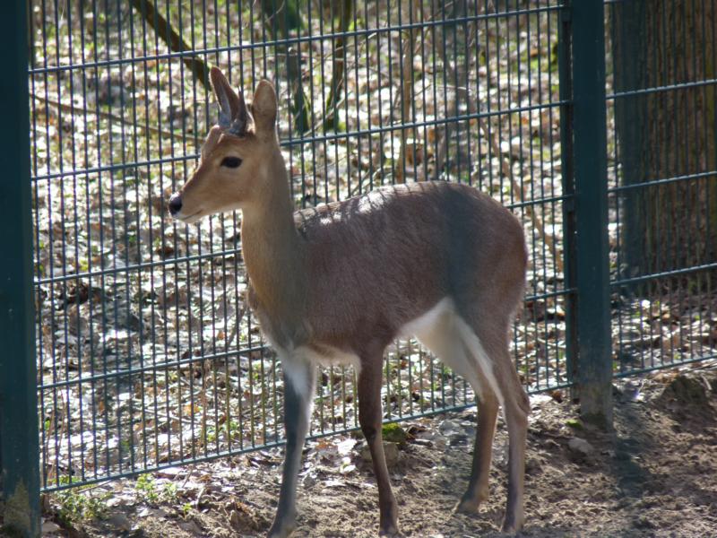 Mountain Reedbuck