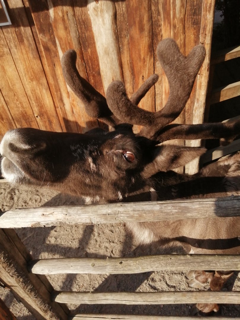Mountain reindeer (Rangifer tarandus tarandus)