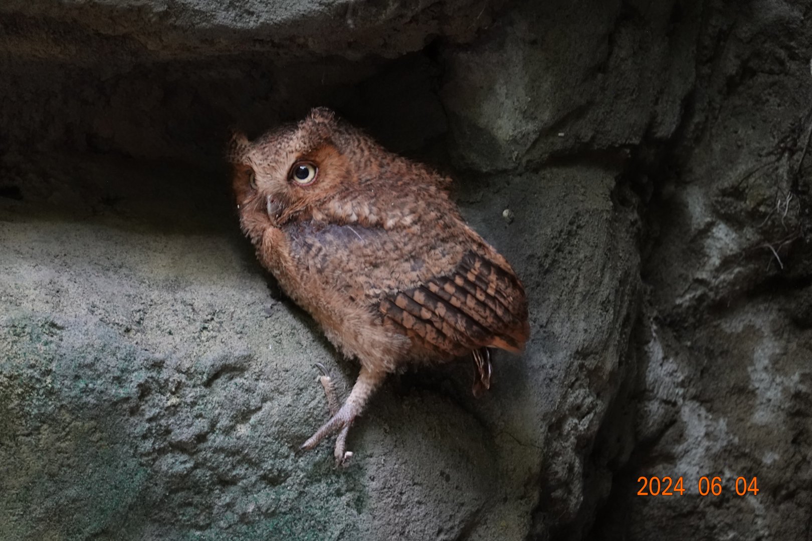 Mountain Scops-owl  (Otus spilocephalus hambroecki)