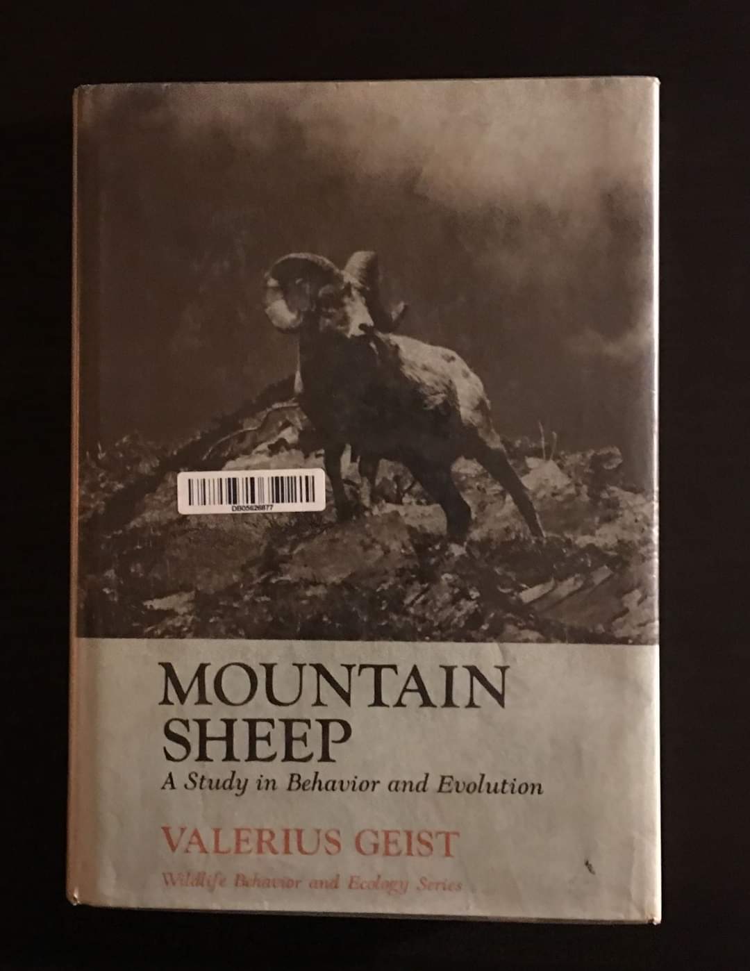 Mountain Sheep A Study in Behvaiour and Evolution