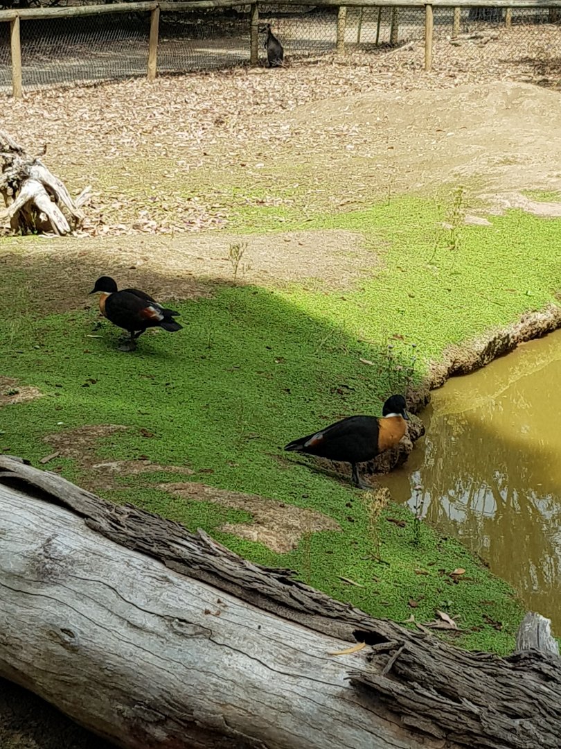 Mountain Shell drakes