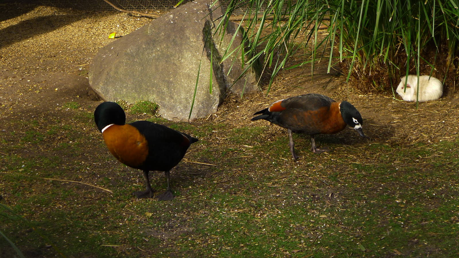 Mountain Shell Duck Pair