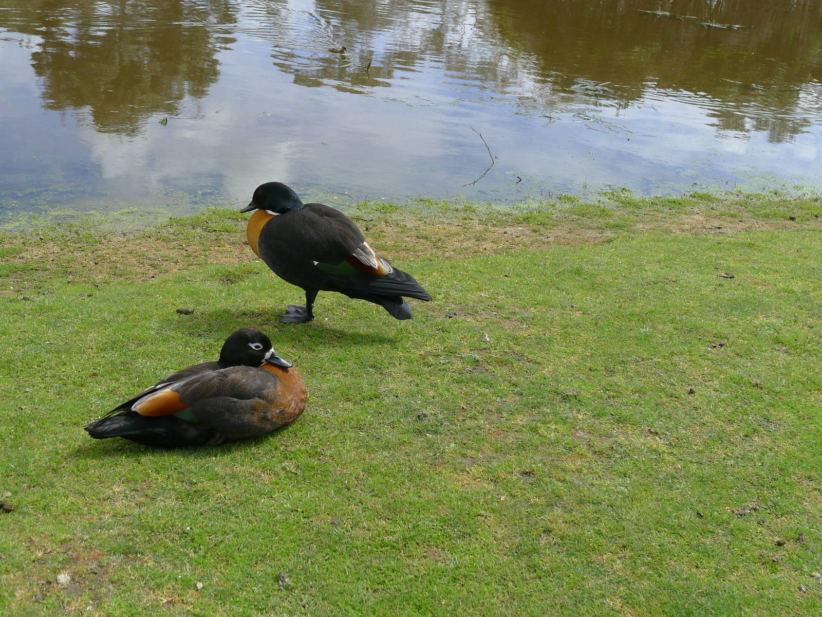 Mountain Shell ducks