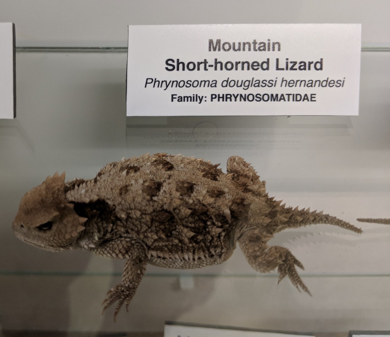 Mountain short horned lizard (Phrynosoma hernandesi)