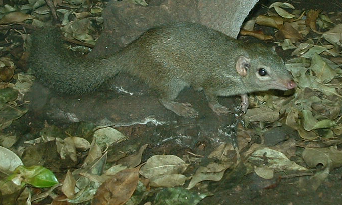Mountain Shrew - Rainforest House, Vienna 2006