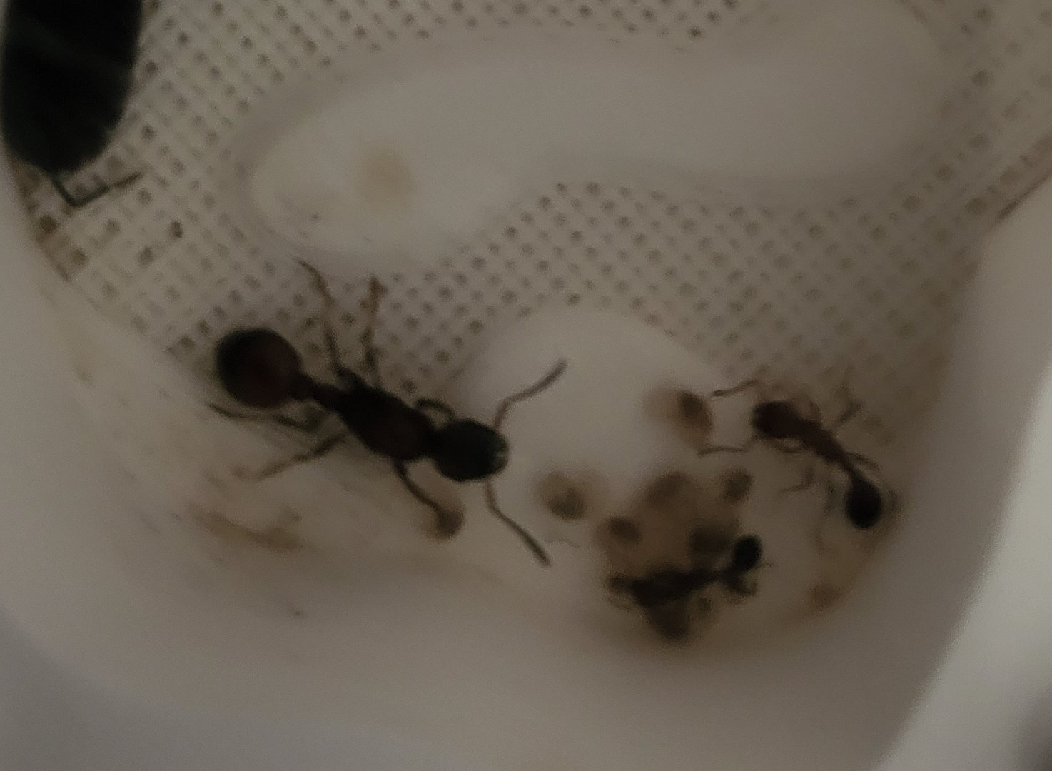 Mountain sting ants - Manica rubida