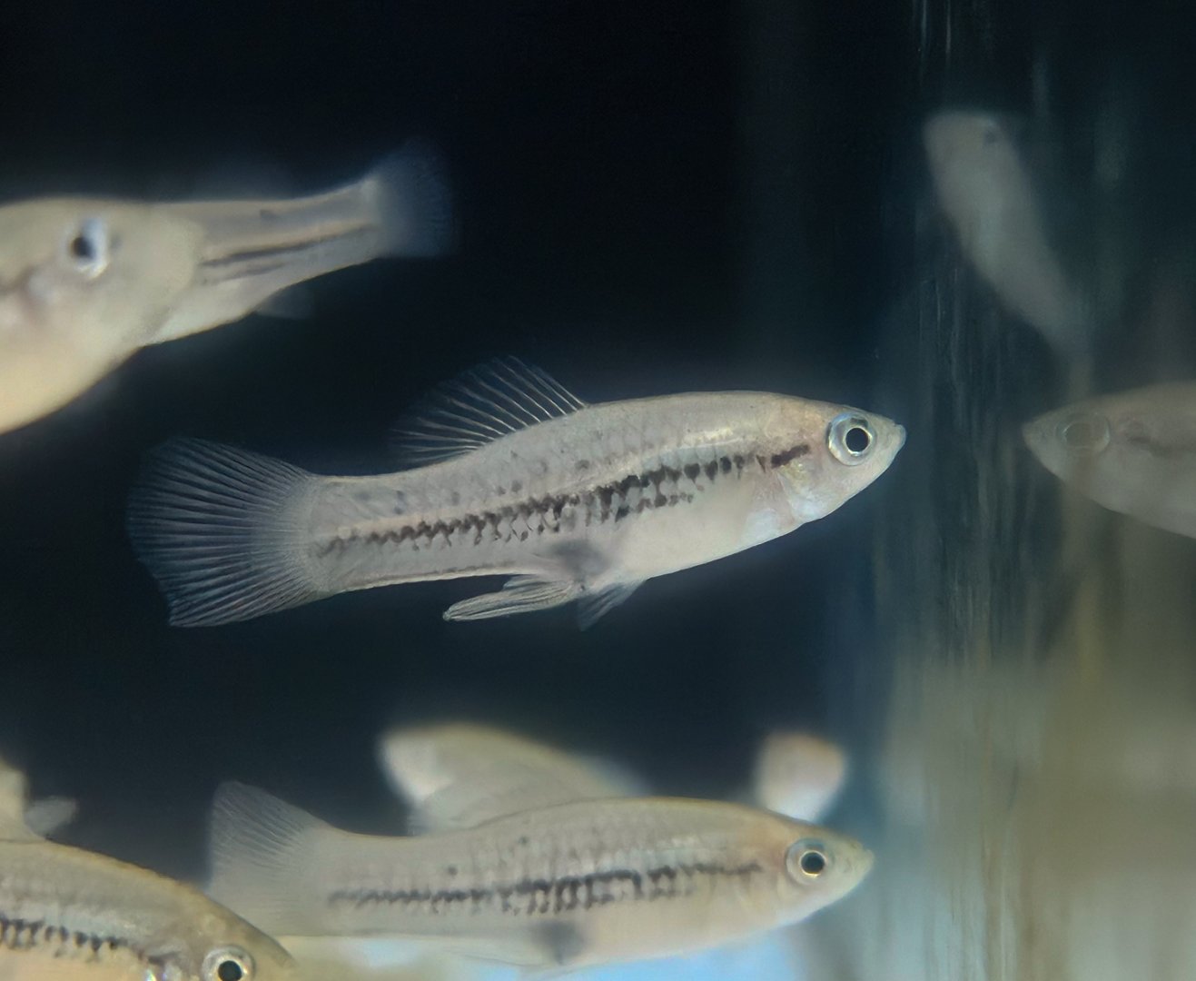 Mountain Swordtail (Xiphophorus nezahualcoyotl)