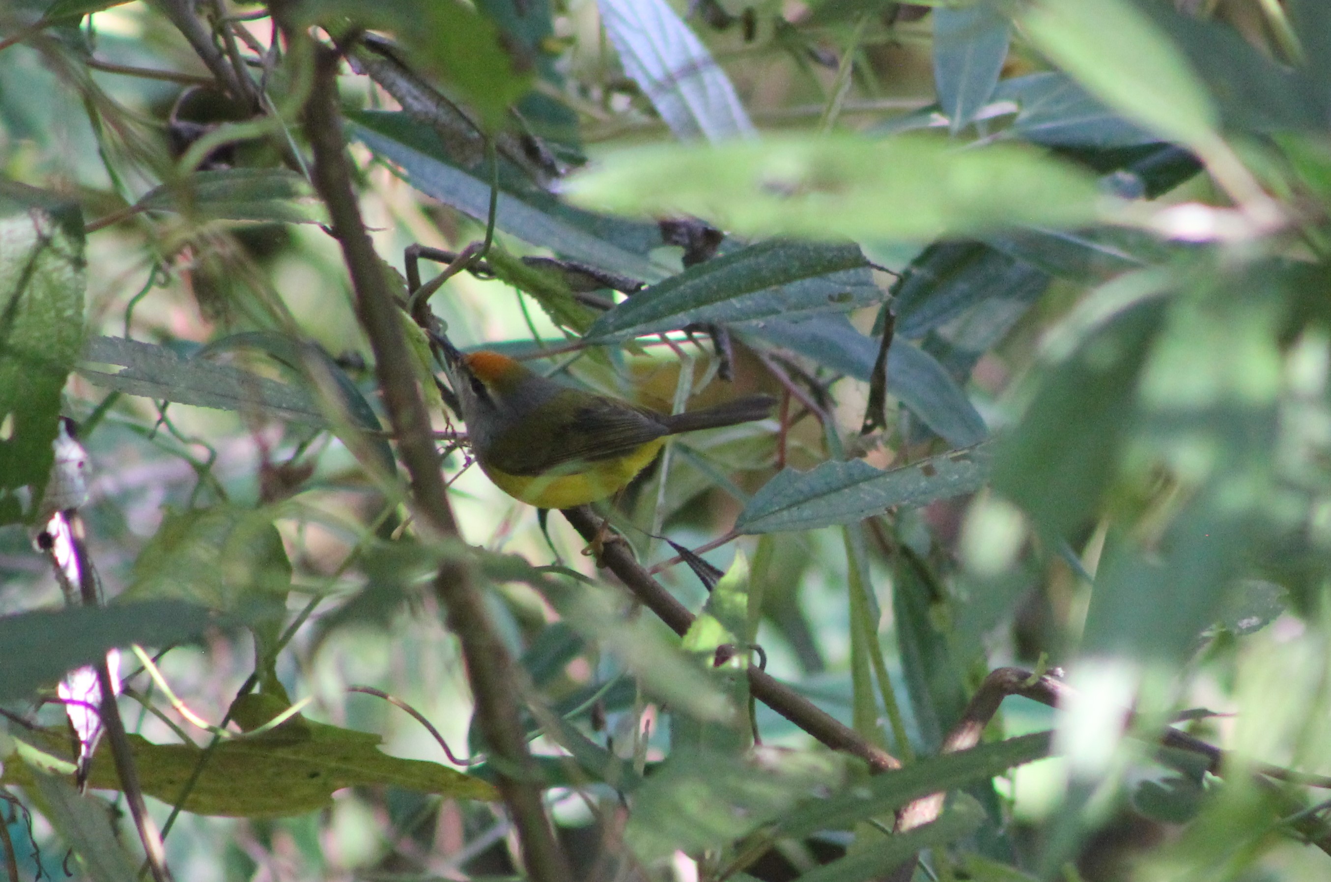 Mountain Tailorbird (Phyllergates cucullatus)