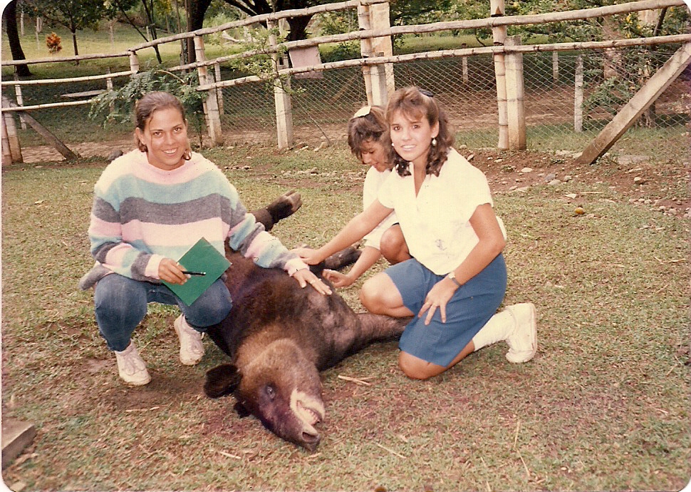 Mountain tapir 1988 sent to San Diego