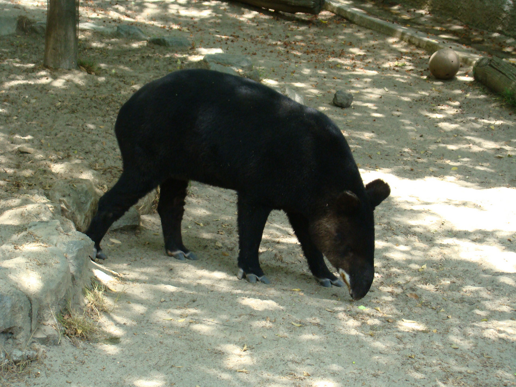 Mountain Tapir at the Los Angeles Zoo