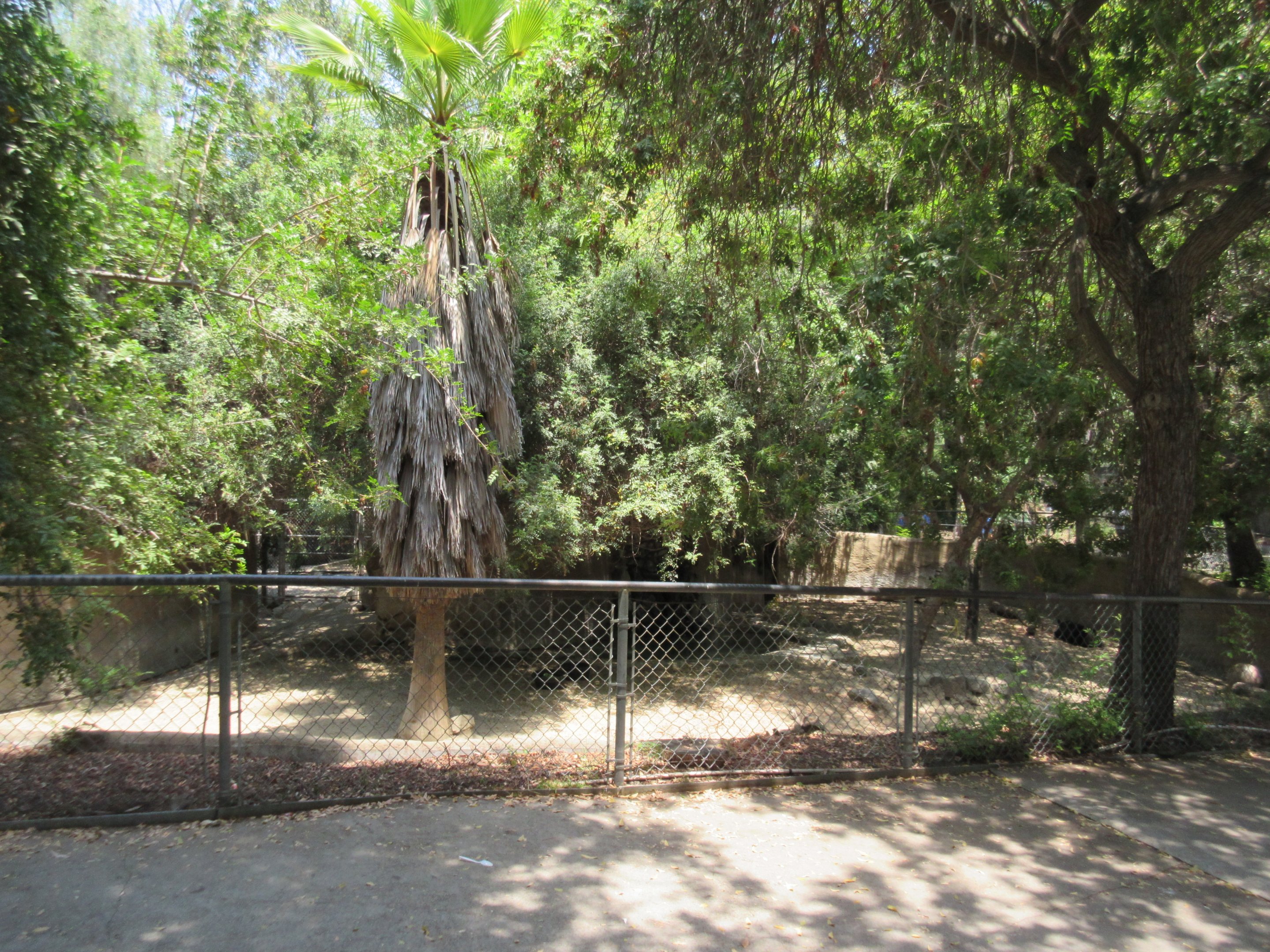 Mountain Tapir Exhibit