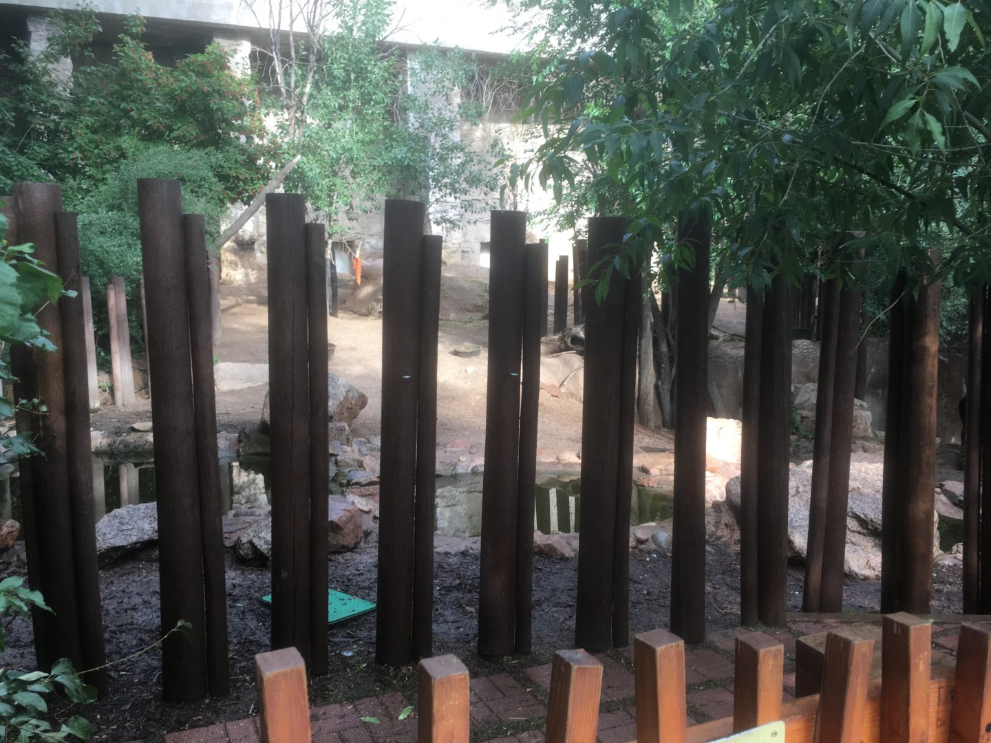 Mountain tapir exhibit