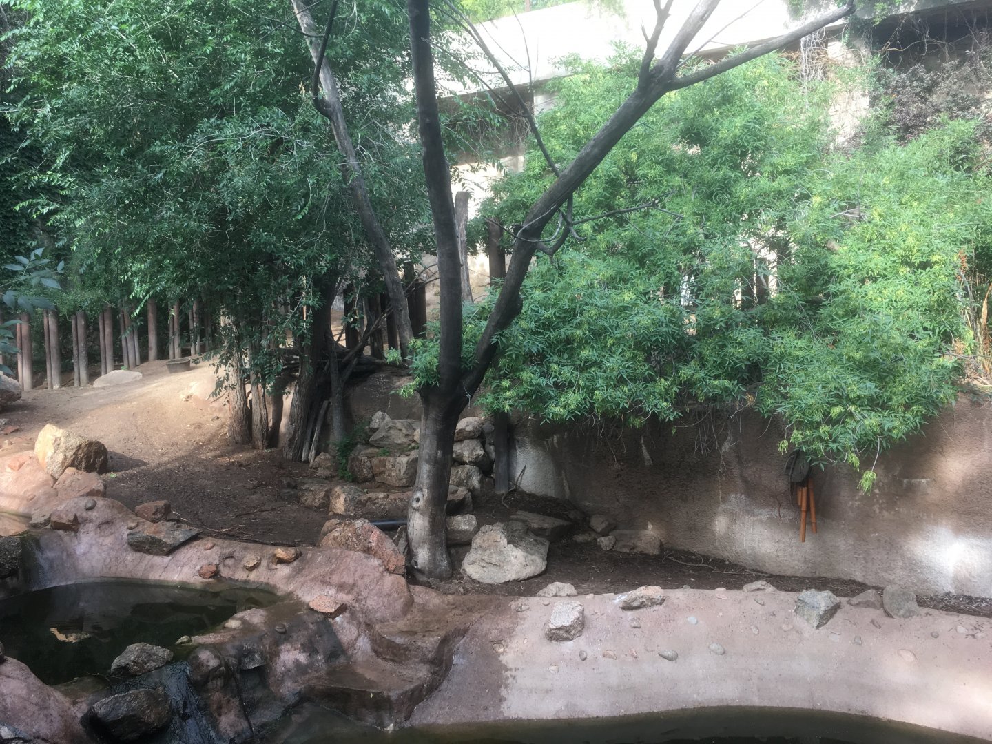 Mountain tapir exhibit