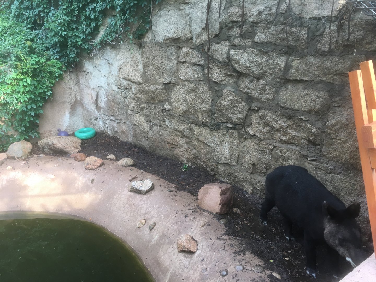 Mountain tapir exhibit