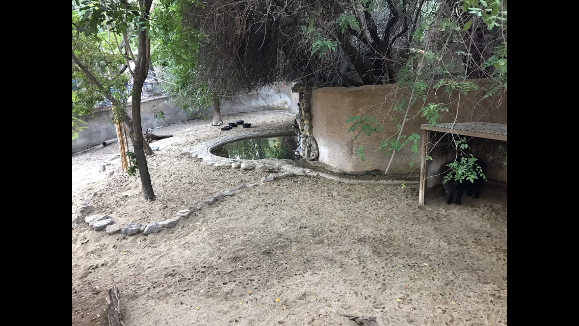 Mountain Tapir Exhibit