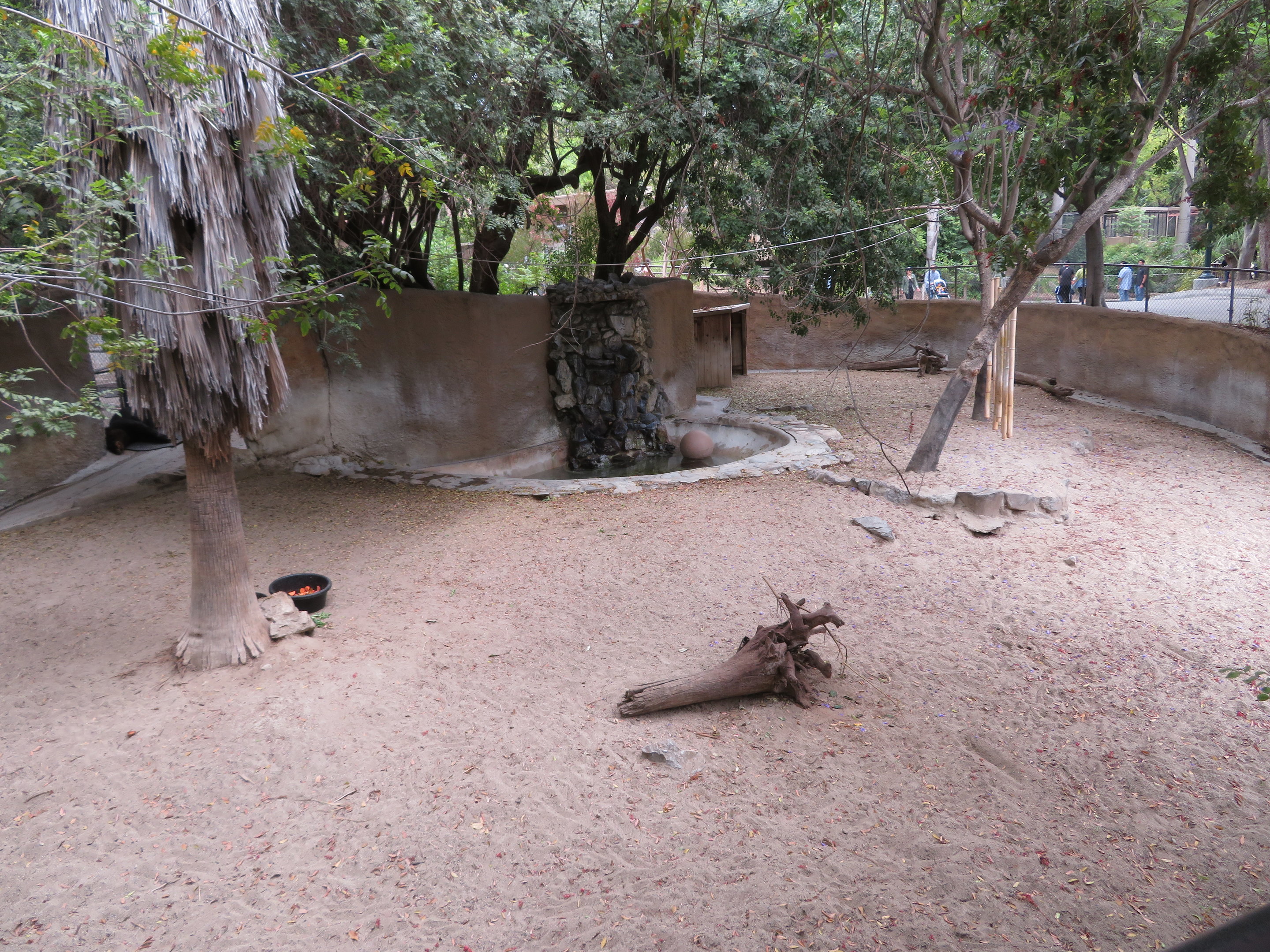 Mountain Tapir Exhibit