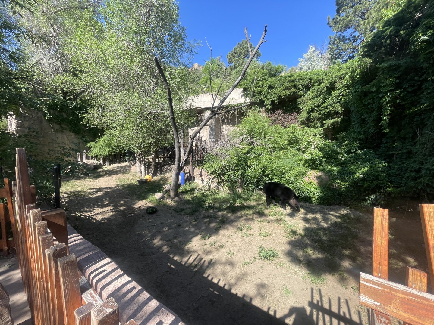Mountain Tapir Exhibit