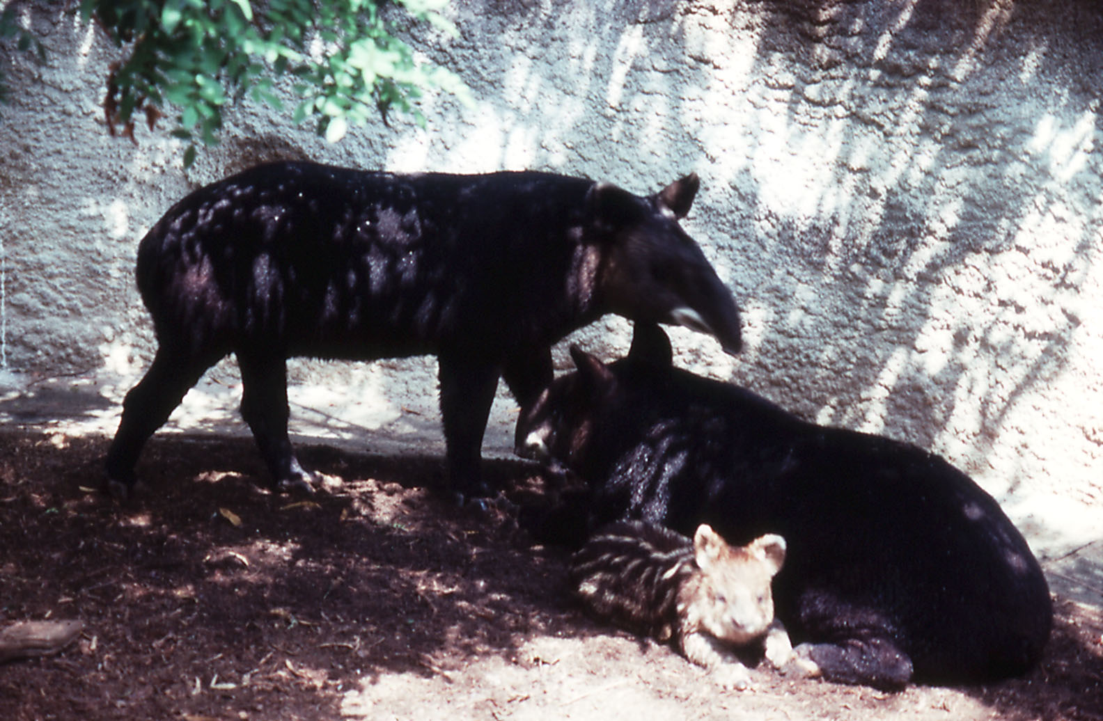 Mountain Tapir Family - 1988