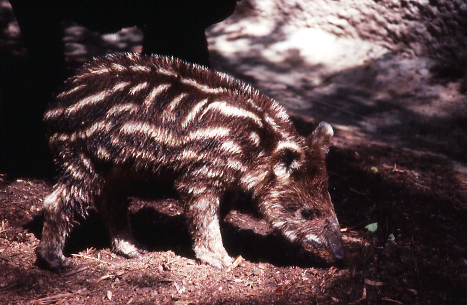 Mountain Tapir infant - 1988