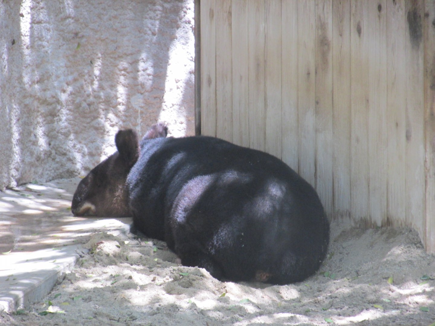 mountain tapir los Angeles zoo 2017