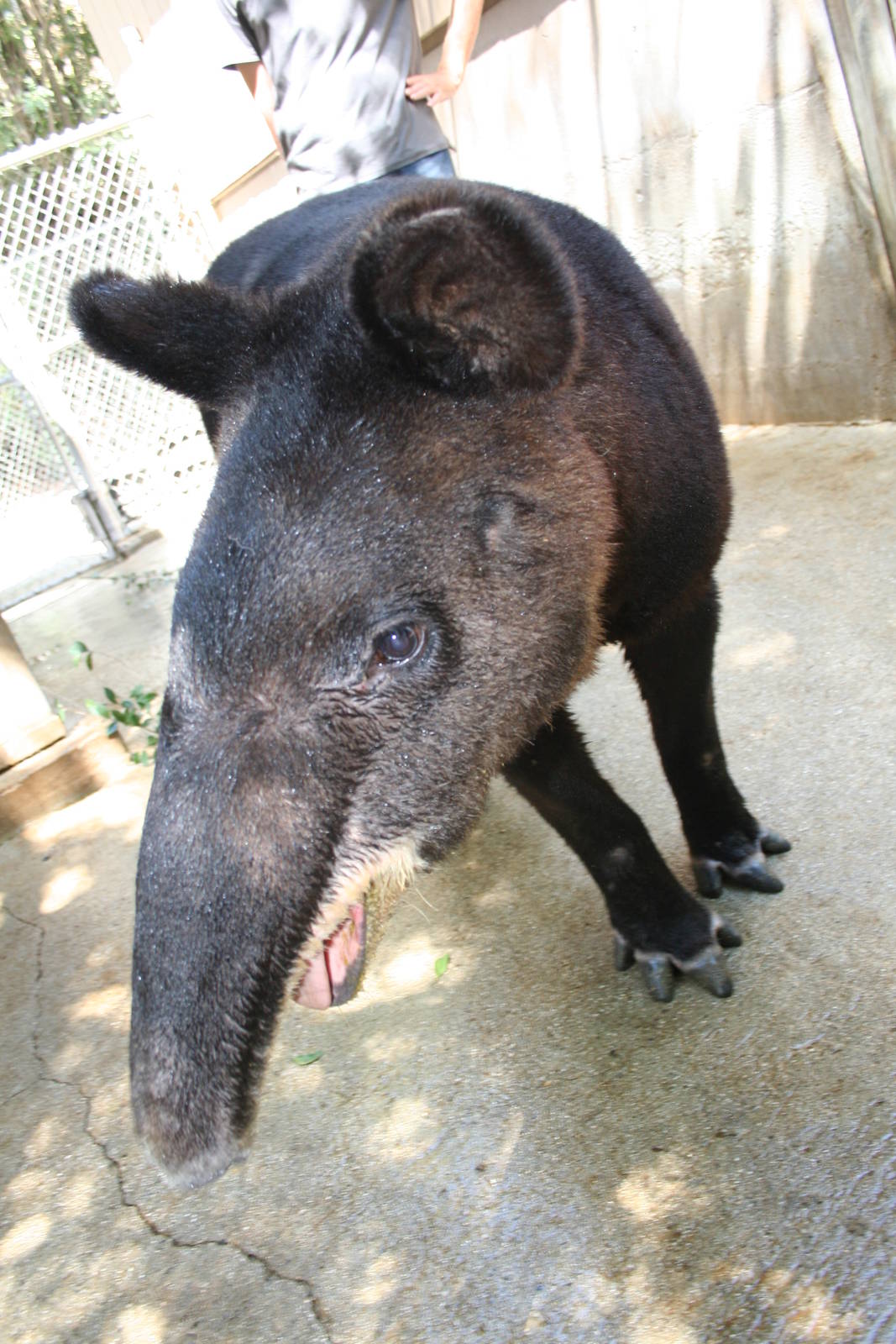 Mountain tapir       sept 08