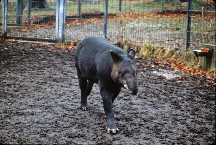 Mountain Tapir - Stuttgart - 1980's