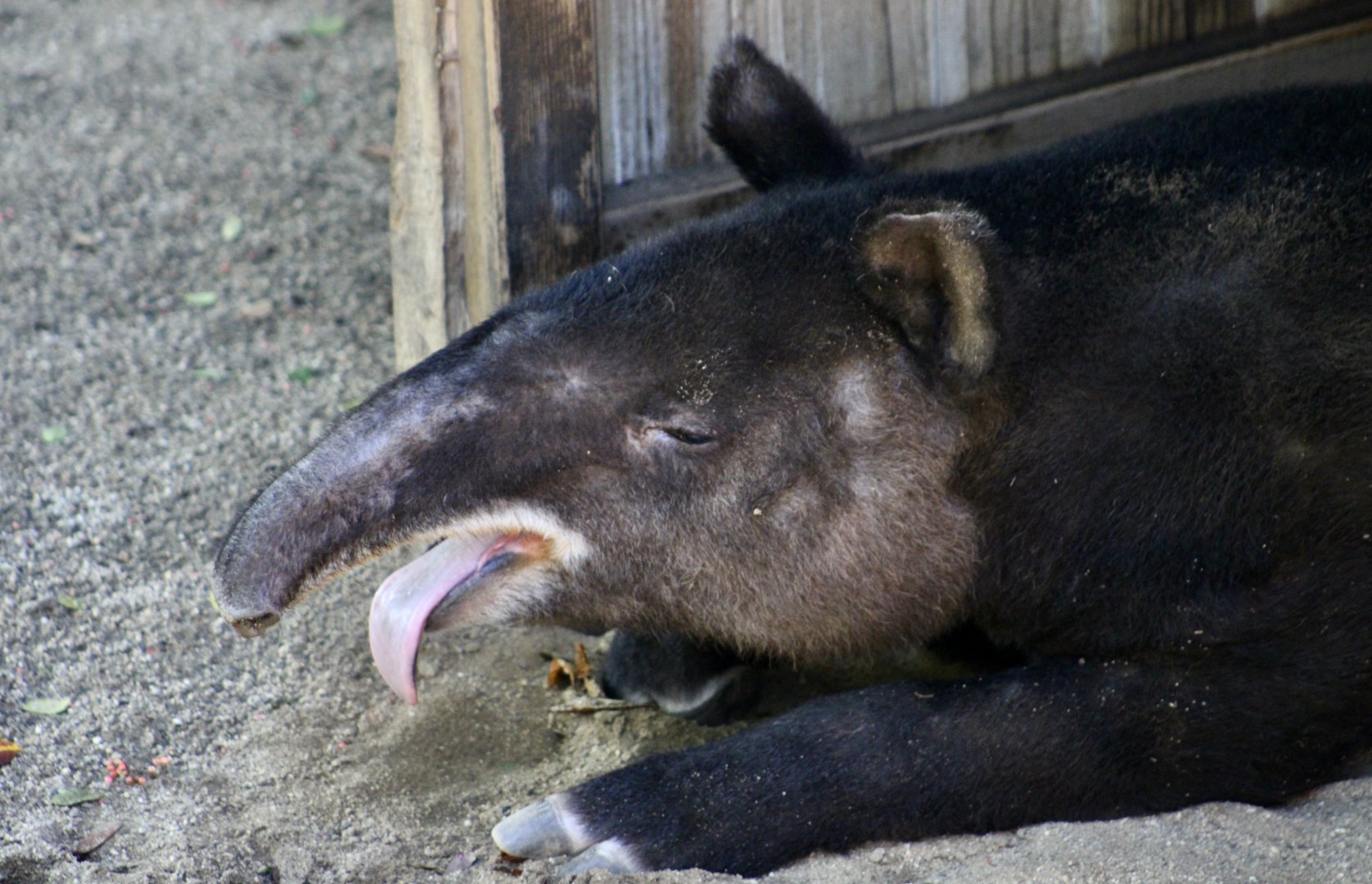 Mountain Tapir (Tapirus pinchaque) - "Inca" awakening from a nap