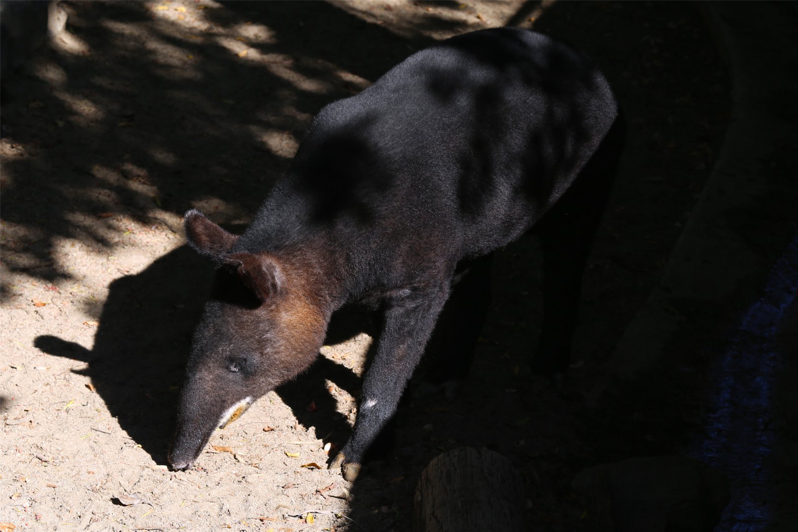 Mountain tapir (Tapirus pinchaque)