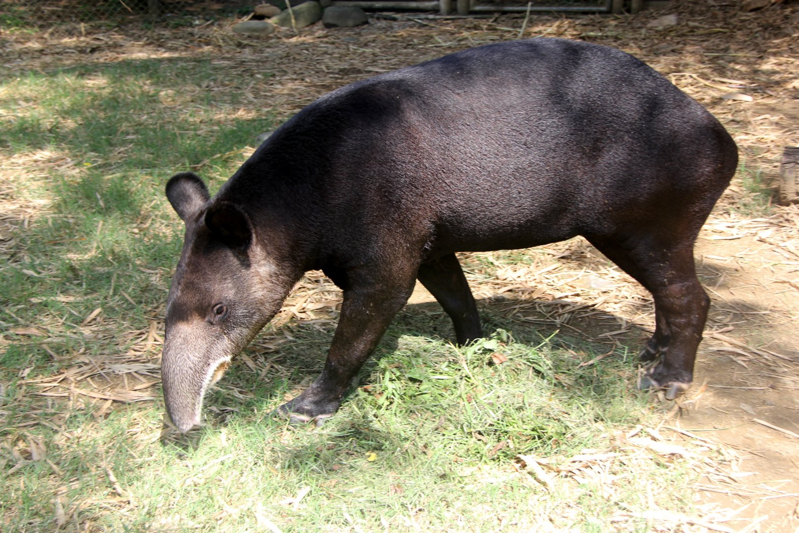 mountain tapir (Tapirus pinchaque)