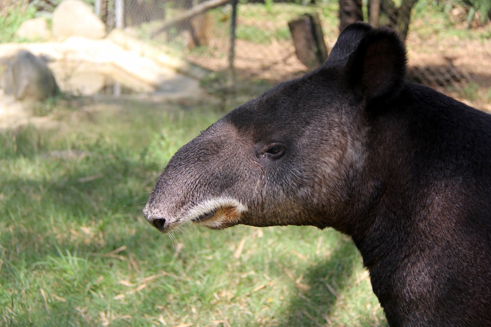 mountain tapir (Tapirus pinchaque)