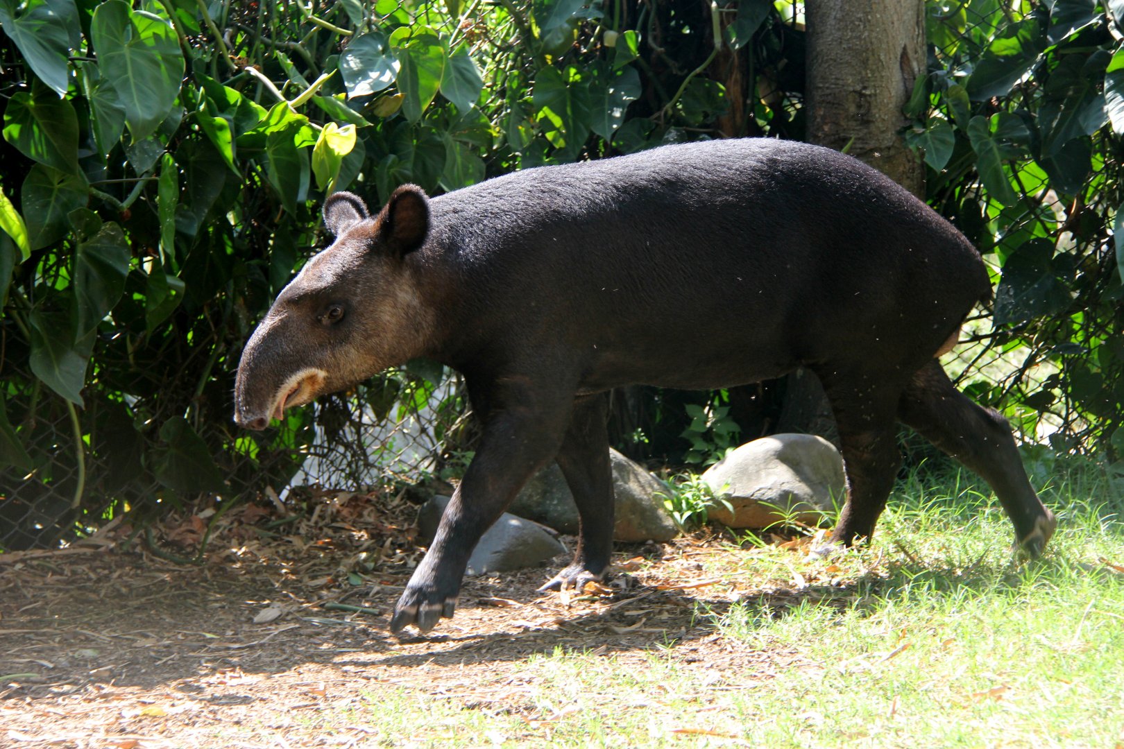mountain tapir (Tapirus pinchaque)