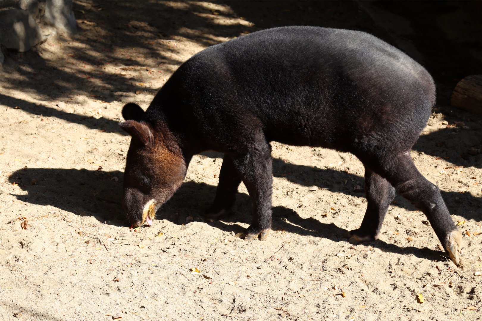 Mountain Tapir (Tapirus pinchaque)