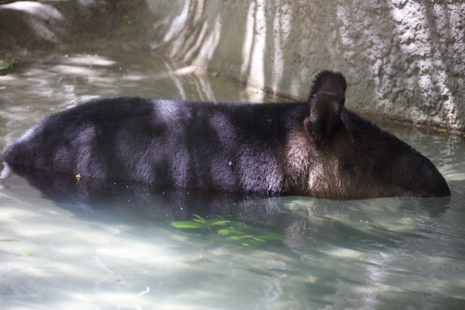 Mountain Tapir/ Tapirus pinchaque
