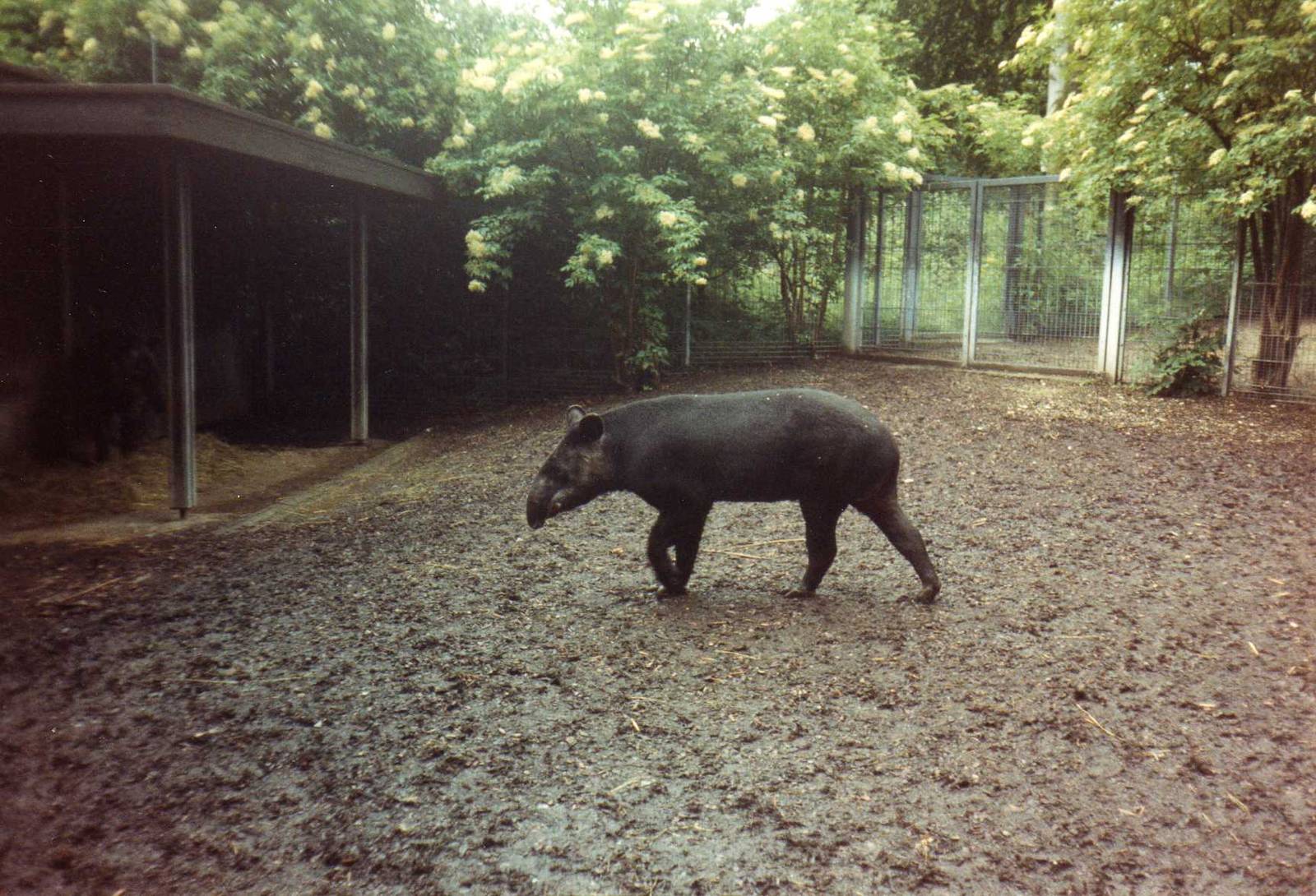 Mountain Tapir